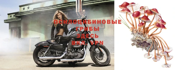 PSILOCYBIN Нефтегорск