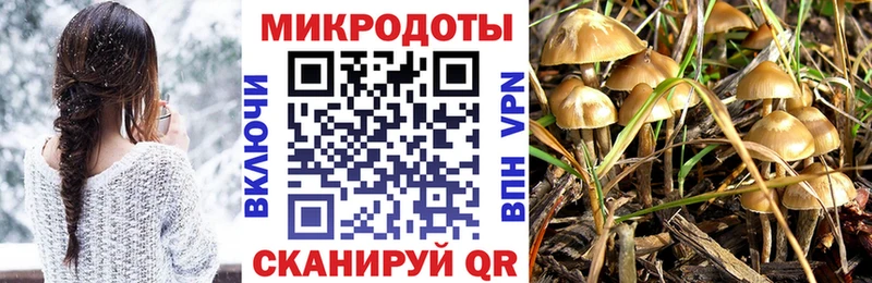 Галлюциногенные грибы Psilocybe  Куйбышев 